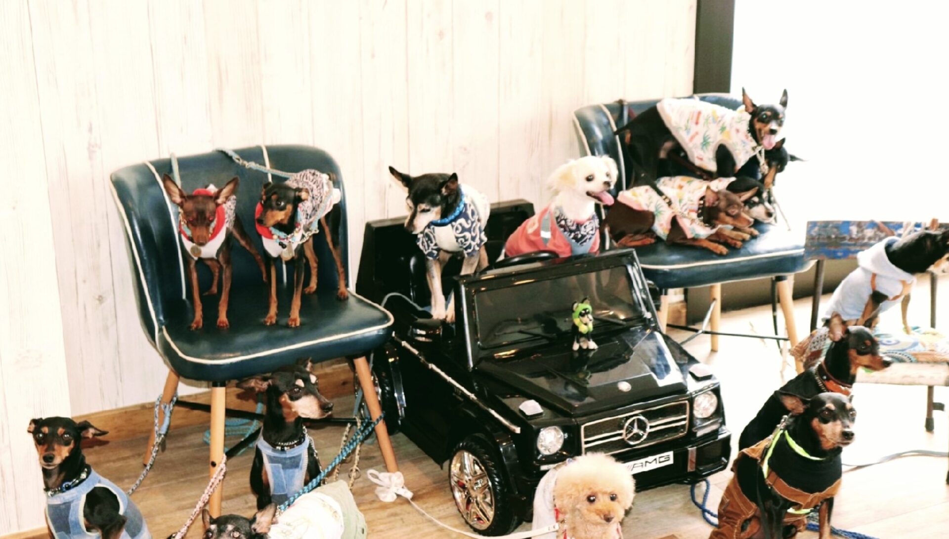 Dogcafe WanCo familiarの店舗画像3