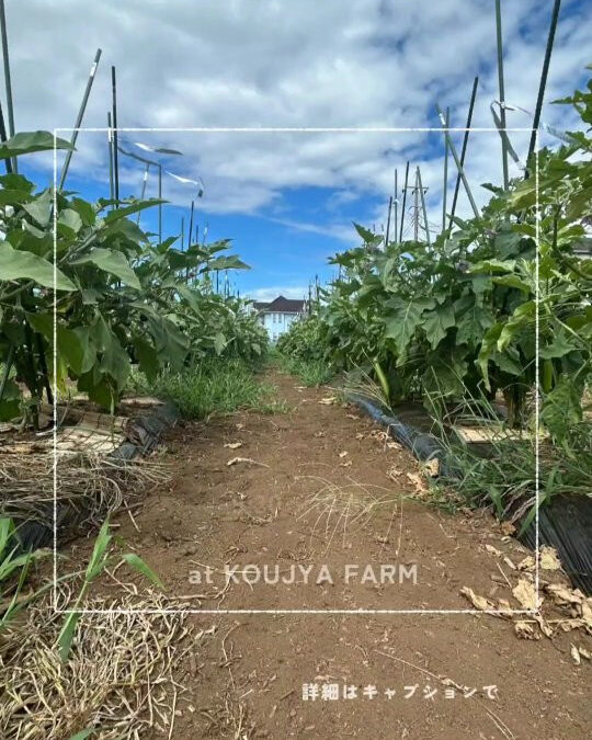 いつもWanCofamiliarをご利用頂きありがとうござい