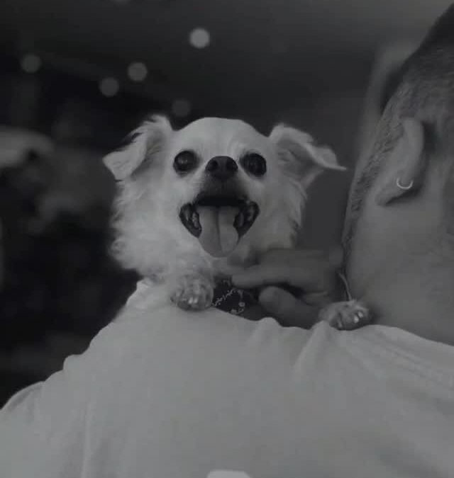 11/29 朝、我が家の4本足チームの長男ムサシ11歳6ヶ月