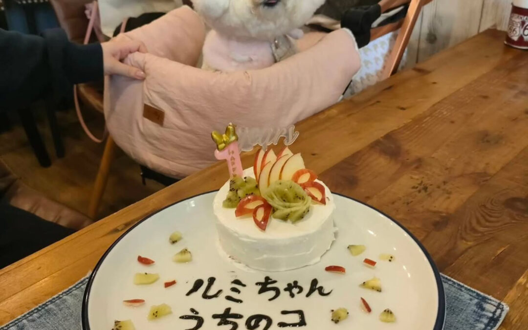 うちのこ記念日おめでとう️⁡